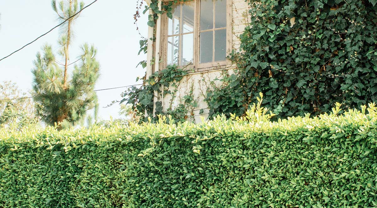 defensive landscaping security systems